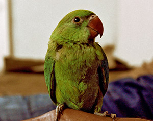 A cute parrot.