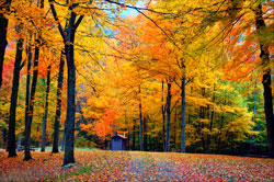 A forest with trees changing colors in the fall.